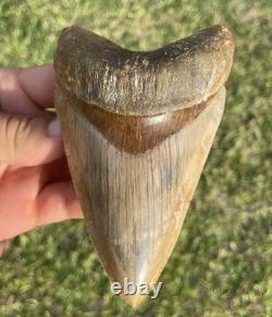 Megalodon Shark Tooth 5.1 Indonesian All Natural Shark Tooth Fossil