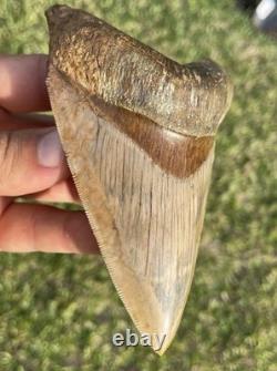 Megalodon Shark Tooth 5.1 Indonesian All Natural Shark Tooth Fossil