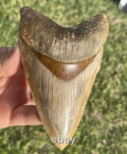 Megalodon Shark Tooth 5.1 Indonesian All Natural Shark Tooth Fossil