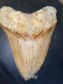 Megalodon Shark Tooth 5.1 in. COLORFUL INDONESIAN real asian fossil