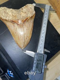 Megalodon Shark Tooth 5.1 in. COLORFUL INDONESIAN real asian fossil