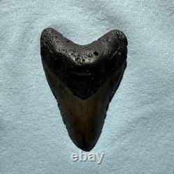 Megalodon Shark Tooth 5.1 inch Fossil NC #32A