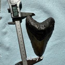 Megalodon Shark Tooth 5.1 inch Fossil NC #32A