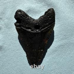 Megalodon Shark Tooth 5.1 inch Fossil NC #32A Megalodon Shark Tooth 5.1 inch Fossil NC #32A