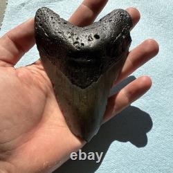 Megalodon Shark Tooth 5.1 inch Fossil NC #32A Megalodon Shark Tooth 5.1 inch Fossil NC #32A