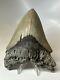 Megalodon Shark Tooth 5.20 Amazing Authentic Fossil Natural 16544