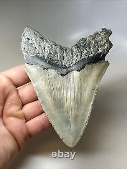 Megalodon Shark Tooth 5.20 Amazing Authentic Fossil Natural 16544