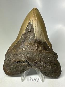 Megalodon Shark Tooth 5.20 Big Authentic Fossil Carolina 16105
