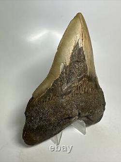 Megalodon Shark Tooth 5.20 Big Authentic Fossil Carolina 16105