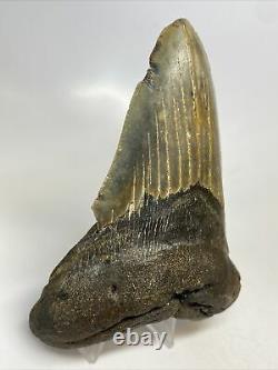 Megalodon Shark Tooth 5.20 Huge Natural Fossil Lower Jaw 12499