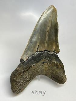 Megalodon Shark Tooth 5.20 Huge Natural Fossil Lower Jaw 12499