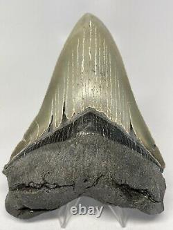 Megalodon Shark Tooth 5.20 Serrated Beautiful Fossil Authentic 6735