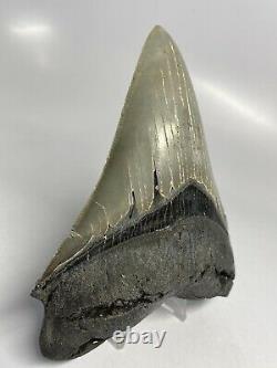 Megalodon Shark Tooth 5.20 Serrated Beautiful Fossil Authentic 6735