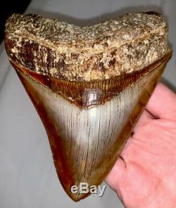 Megalodon Shark Tooth 5.20 in. QUALITY INDONESIAN No Repair/Resto