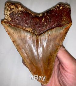 Megalodon Shark Tooth 5.20 in. QUALITY INDONESIAN No Repair/Resto