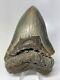 Megalodon Shark Tooth 5.21 Big Natural Fossil Real 14556