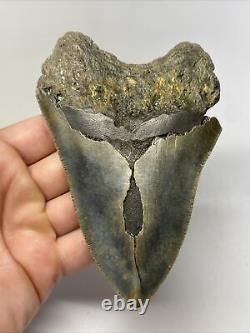 Megalodon Shark Tooth 5.21 Big Natural Fossil Real 14556