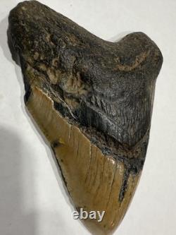 Megalodon Shark Tooth 5.21 Huge Teeth Meg Scuba Diver Direct Fossil Nc 5076