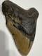 Megalodon Shark Tooth 5.21 Huge Teeth Meg Scuba Diver Direct Fossil Nc 5076