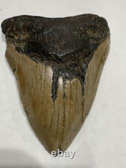 Megalodon Shark Tooth 5.21 Huge Teeth Meg Scuba Diver Direct Fossil Nc 5076