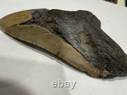 Megalodon Shark Tooth 5.21 Huge Teeth Meg Scuba Diver Direct Fossil Nc 5076
