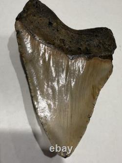 Megalodon Shark Tooth 5.21 Huge Teeth Meg Scuba Diver Direct Fossil Nc 5076