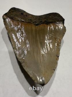 Megalodon Shark Tooth 5.21 Huge Teeth Meg Scuba Diver Direct Fossil Nc 5076