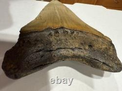 Megalodon Shark Tooth 5.21 Huge Teeth Meg Scuba Diver Direct Fossil Nc 5076