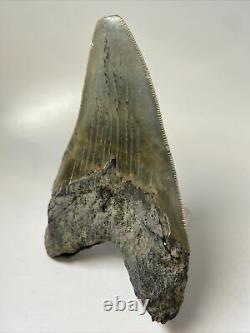 Megalodon Shark Tooth 5.21 Serrated Real Fossil Sharp 11789