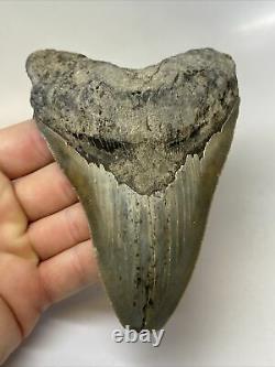Megalodon Shark Tooth 5.21 Serrated Real Fossil Sharp 11789