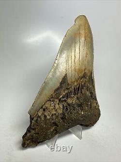 Megalodon Shark Tooth 5.22 Huge Colorful Fossil Authentic 16088
