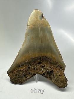 Megalodon Shark Tooth 5.22 Huge Colorful Fossil Authentic 16088