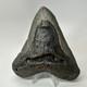 Megalodon Shark Tooth 5.22 Inch Large Authentic Fossil Natural Teeth 20197