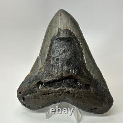 Megalodon Shark Tooth 5.22 Inch Large Authentic Fossil Natural Teeth 20197