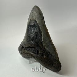 Megalodon Shark Tooth 5.22 Inch Large Authentic Fossil Natural Teeth 20197