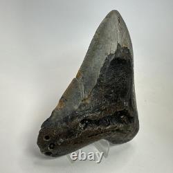 Megalodon Shark Tooth 5.22 Inch Large Authentic Fossil Natural Teeth 20197