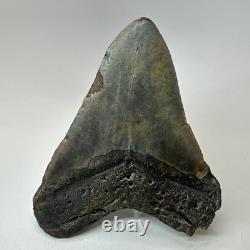 Megalodon Shark Tooth 5.22 Inch Large Authentic Fossil Natural Teeth 20197