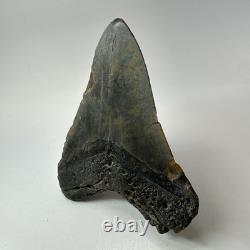 Megalodon Shark Tooth 5.22 Inch Large Authentic Fossil Natural Teeth 20197