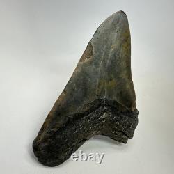 Megalodon Shark Tooth 5.22 Inch Large Authentic Fossil Natural Teeth 20197