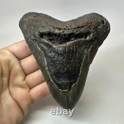 Megalodon Shark Tooth 5.22 Inch Large Authentic Fossil Natural Teeth 20197