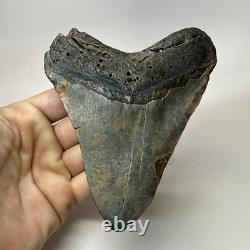 Megalodon Shark Tooth 5.22 Inch Large Authentic Fossil Natural Teeth 20197