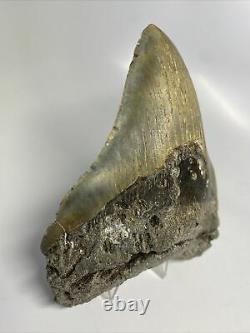 Megalodon Shark Tooth 5.22 Unique Shape Natural Authentic Fossil 11026