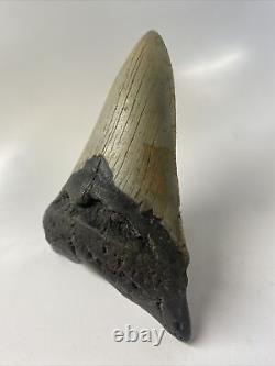 Megalodon Shark Tooth 5.23 Amazing Lower Jaw Authentic Fossil 14853
