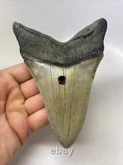 Megalodon Shark Tooth 5.23 Amazing Lower Jaw Authentic Fossil 14853