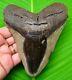 Megalodon Shark Tooth 5.23 Huge Shark Teeth Real Fossil Megladone