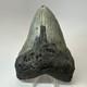 Megalodon Shark Tooth 5.23 Inch Beautiful Amazing Fossil Authentic 19720