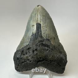 Megalodon Shark Tooth 5.23 Inch Beautiful Amazing Fossil Authentic 19720