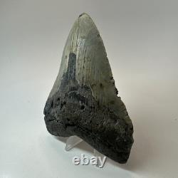 Megalodon Shark Tooth 5.23 Inch Beautiful Amazing Fossil Authentic 19720