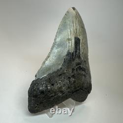 Megalodon Shark Tooth 5.23 Inch Beautiful Amazing Fossil Authentic 19720