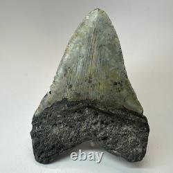 Megalodon Shark Tooth 5.23 Inch Beautiful Amazing Fossil Authentic 19720